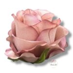 Chryzantema mini F-448