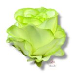 Chryzantema mini F-448