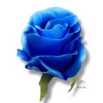 Chryzantema mini F-448