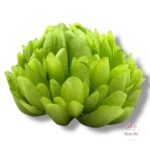 Chryzantema mini F-448