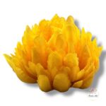 Chryzantema mini F-448