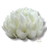 Chryzantema mini F-448