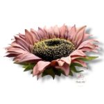 Chryzantema mini F-448