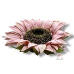 Chryzantema mini F-448