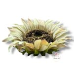 Chryzantema mini F-448