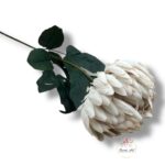 Chryzantema mini F-448