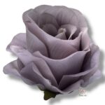 Chryzantema mini F-448