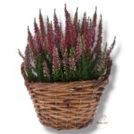 Osłonka wiklinowa K-469