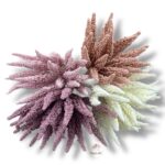 Wrzos fioletowy F-513