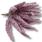 Wrzos fioletowy F-513