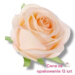 Róża główka F-521