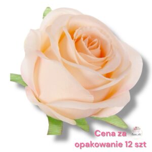 Róża główka F-521