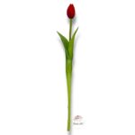 Tulipan gumowany F-527