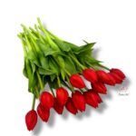 Tulipan gumowany F-527