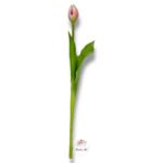 Tulipan gumowany F-526