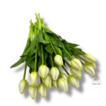 Tulipan gumowany F-524