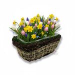 Osłonki z mchu 2 szt. K-529