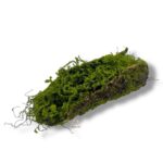 Kora z mchem K-585