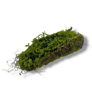 Kora z mchem K-585