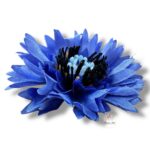 Chaber główka 12 szt. F-553