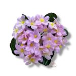 Bukiet Prymulka F-555/B