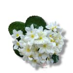 Bukiet Prymulka F-555