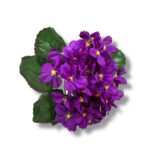 Bukiet Prymulka F-555/E