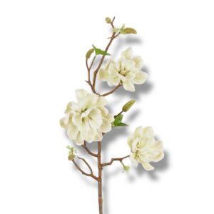 Magnolia pianka F-562