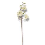 Magnolia pianka F-562