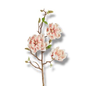 Magnolia pianka F-563