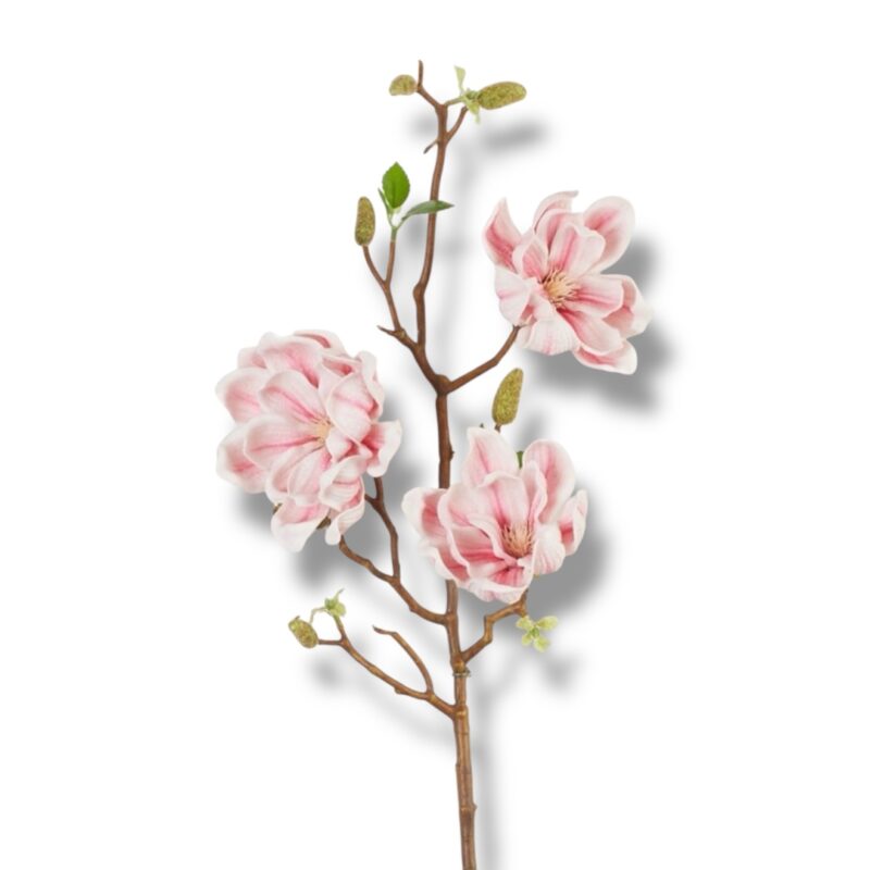 Magnolia pianka F-564