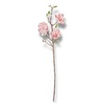 Magnolia pianka F-564