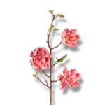 Magnolia pianka F-565