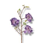 Magnolia pianka F-566