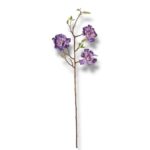 Magnolia pianka F-566