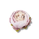 Peonia główka 12 szt. F-573