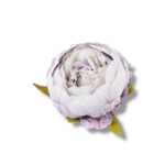 Peonia główka 12 szt. F-575