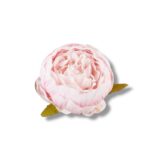 Peonia główka 12 szt. F-578