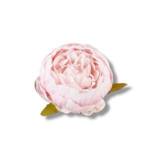 Peonia główka 12 szt. F-578