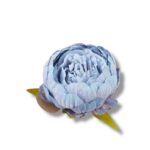 Peonia główka 12 szt. F-579