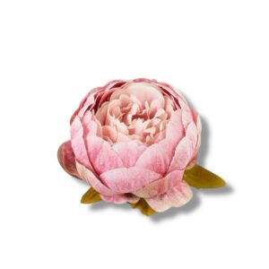 Peonia główka 12 szt. F-580