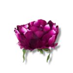 Peonia główka 6 szt. F-581