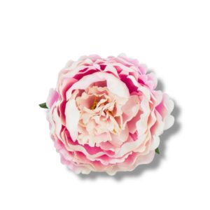 Peonia główka 6 szt. F-582