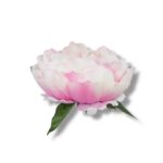 Peonia główka 6 szt. F-582