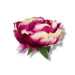 Peonia główka 6 szt. F-583