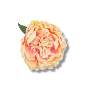 Peonia główka 6 szt. F-585