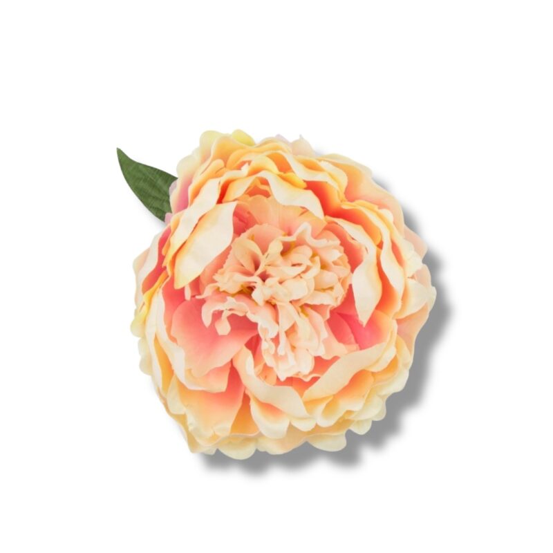 Peonia główka 6 szt. F-585