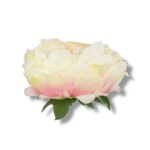 Peonia główka 6 szt. F-585