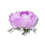 Peonia główka 6 szt. F-586