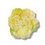 Peonia główka 6 szt. F-587